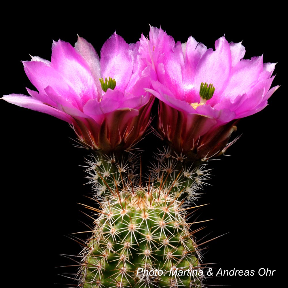 SuccSeed - Echinocereus Engelmannii Ssp. Fasciculatus (Tucson - Oracle ...