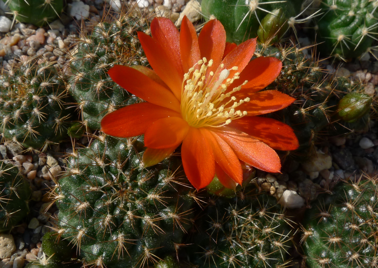 SuccSeed - Rebutia padcayensis MN 521 (Cerro Alizos, E Padcaya, 2877m ...