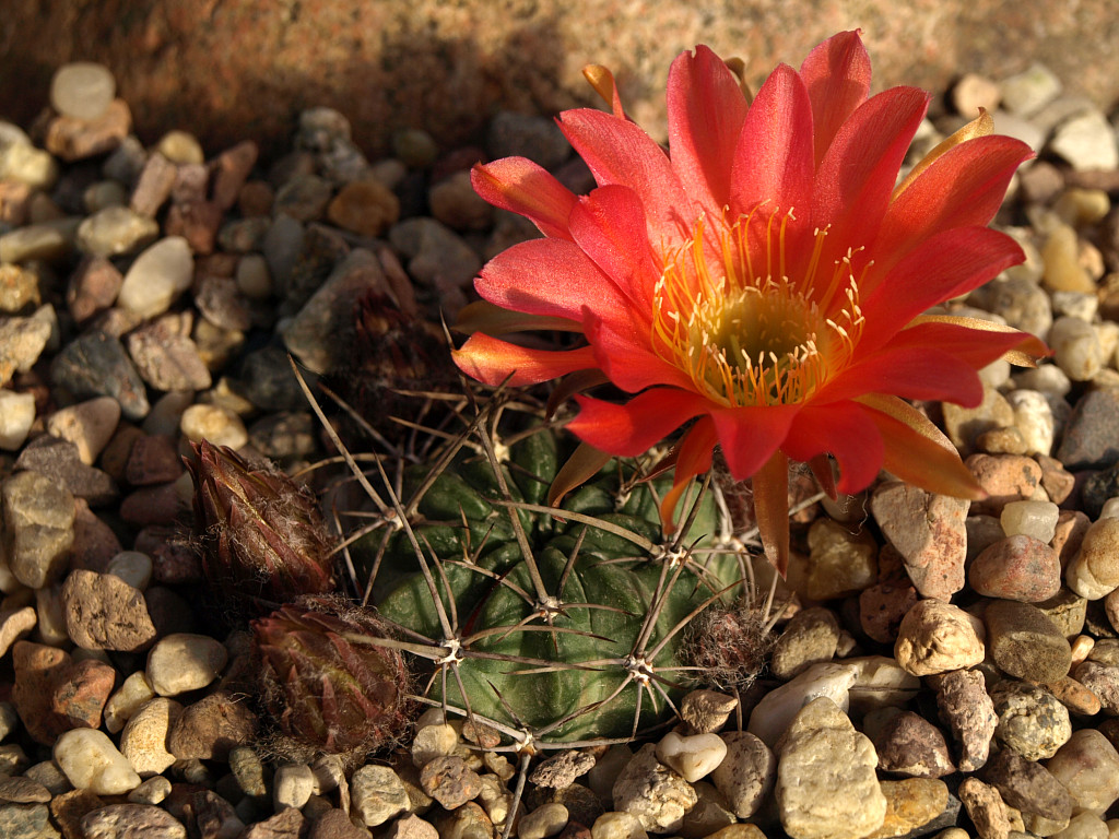 SuccSeed - Lobivia pugionacantha v. rossii aff. TB0550.1 (Calapaya to ...