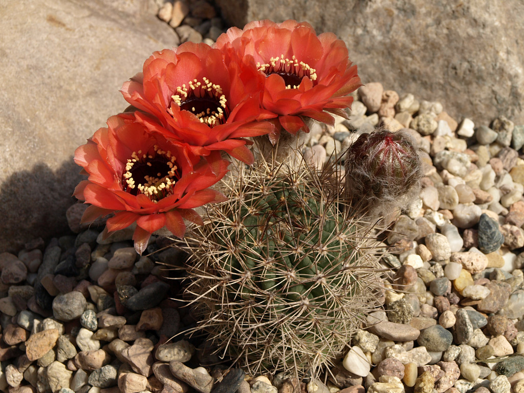 SuccSeed - Lobivia jajoiana v. nigrostoma TB 392.1 (Maimara, Jujuy ...